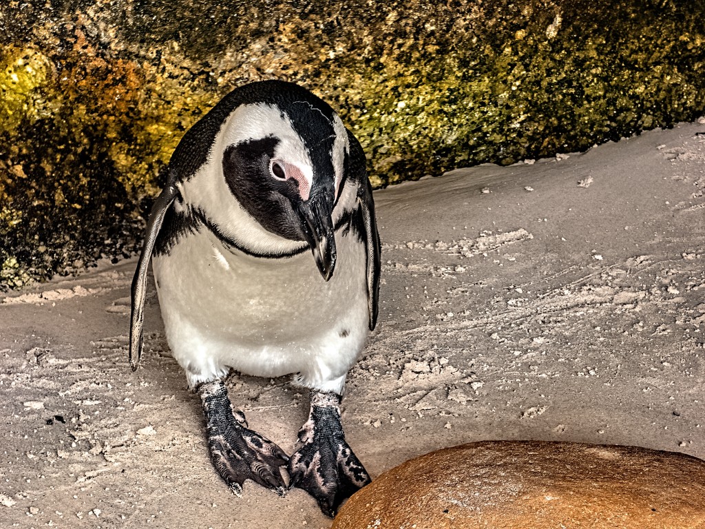 Penguin at Boulders by ludwigsdiana