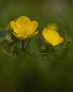11th May 2020 - Buttercup