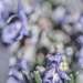 May Series - Macro my Garden (11) by kgolab