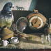 pigeon not so still life  by kali66