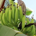 Bananas by ingrid01