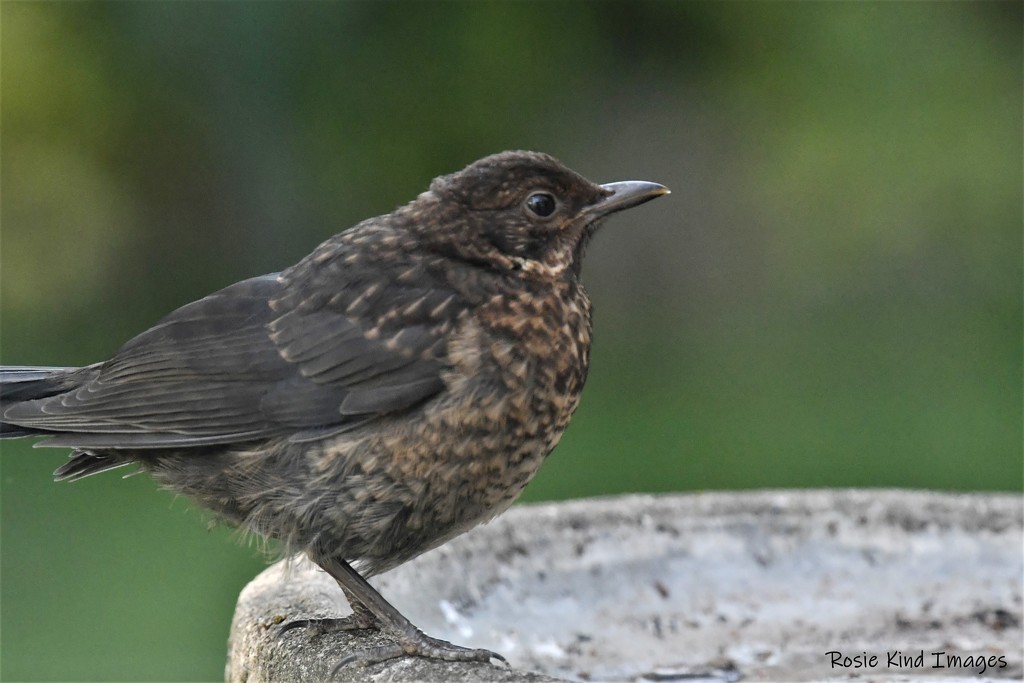 Young Blackbird by rosiekind