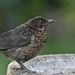 Young Blackbird by rosiekind