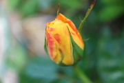 11th May 2020 - R is for Rosebud