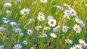 11th May 2020 - Urban wild daisies