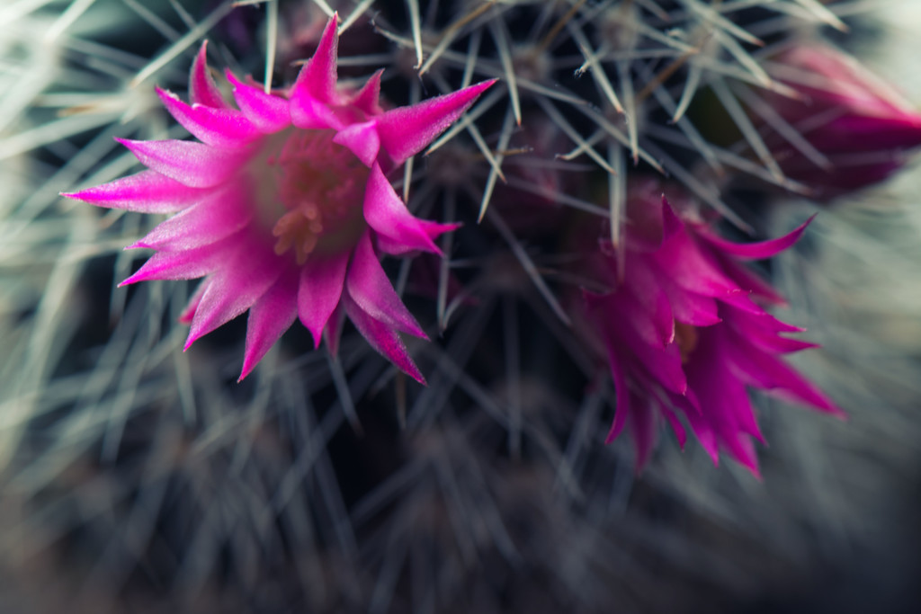 Cactus flowers by rumpelstiltskin