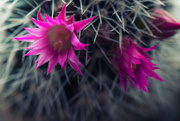 11th May 2020 - Cactus flowers