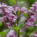 Lilac by carole_sandford