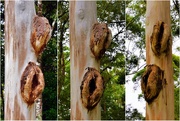 12th May 2020 - Huge Tree Burls..Taken At three Different Aspects ~    