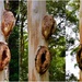 Huge Tree Burls..Taken At three Different Aspects ~     by happysnaps