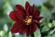 11th May 2020 - First Dahlia