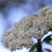 Mountain Ash Blossom by phil_sandford