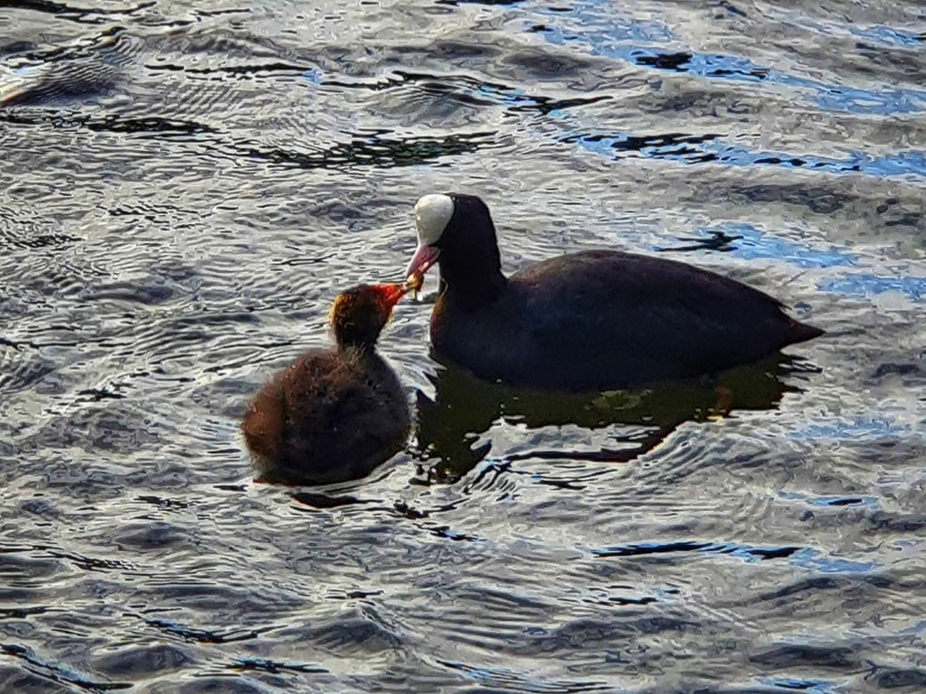 Coot feeding her baby  by isaacsnek