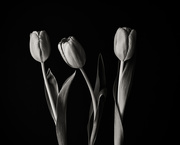 11th May 2020 - three tulips