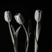 three tulips by jernst1779