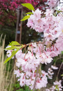 5th May 2020 - Cascade of pink