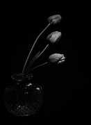 11th May 2020 - Tulips
