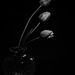 Tulips by joysabin