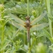 56, Scarce chaser by helenhall