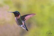 11th May 2020 -  Ruby-throated Hummingbird
