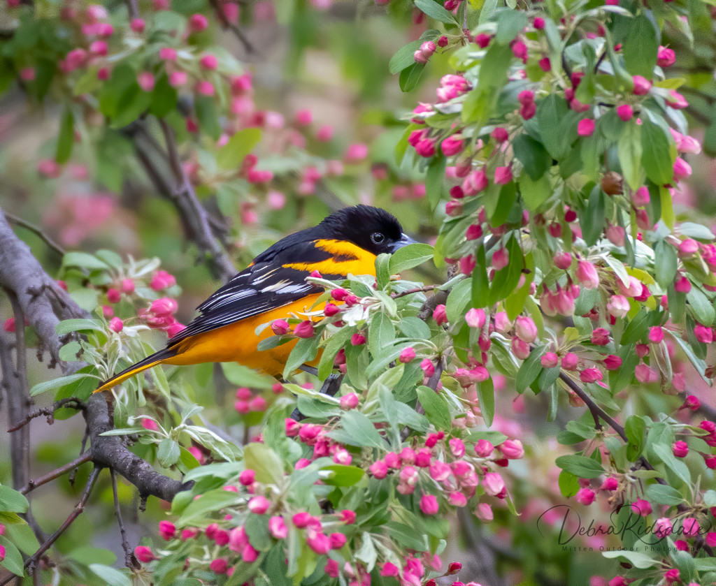 Oriole  by dridsdale