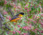 11th May 2020 - Oriole 
