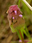 11th May 2020 - red deadnettle