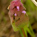 red deadnettle by rminer