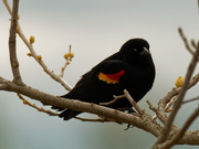11th May 2020 - red-winged blackbird