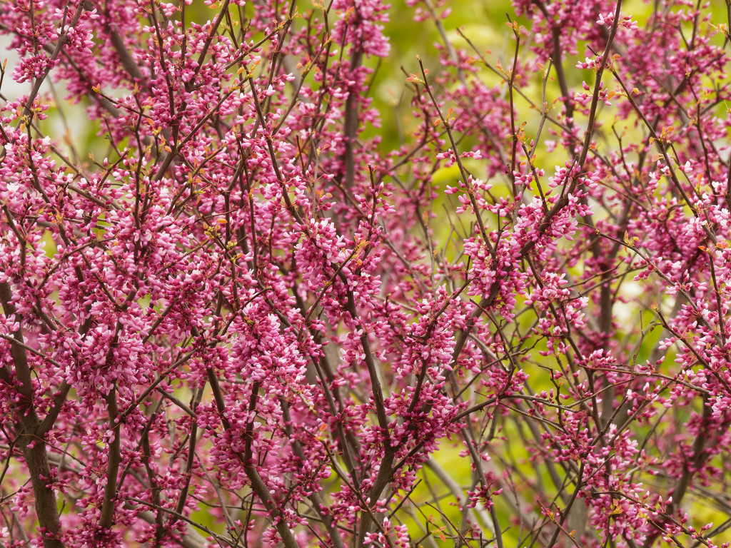 Eastern redbud by rminer