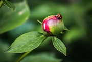 9th May 2020 - Ladybug on peony bud