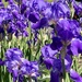 Irises by jbritt
