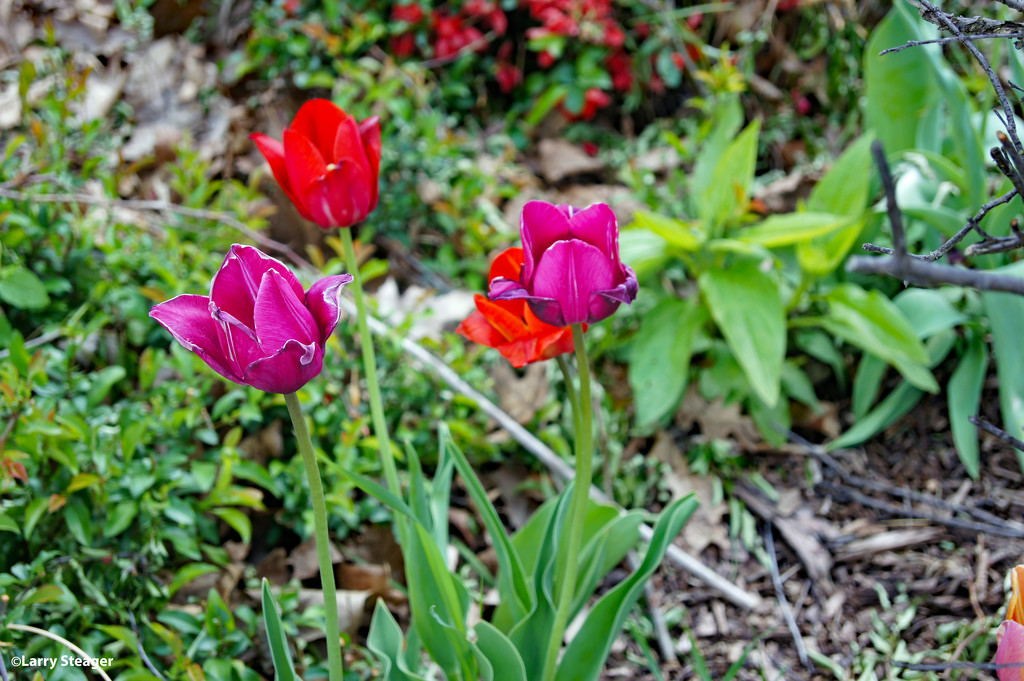 Tulip by larrysphotos