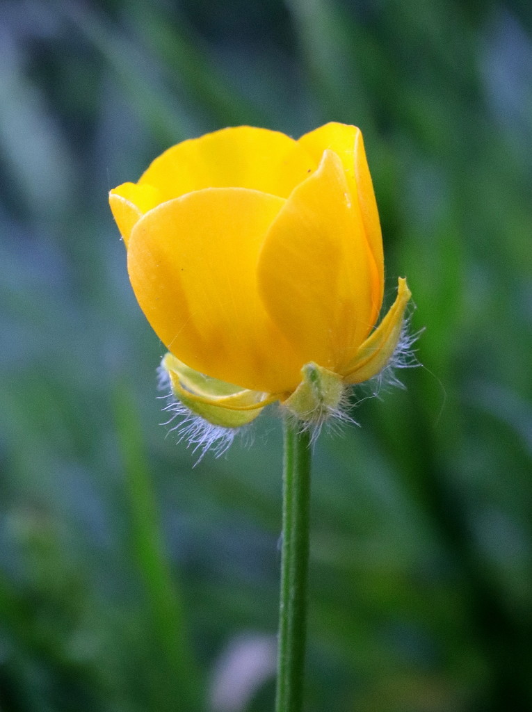 Humble Hairy Buttercup by gaf005