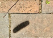 5th May 2020 - Caterpillar on bricks