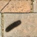 Caterpillar on bricks by jbritt