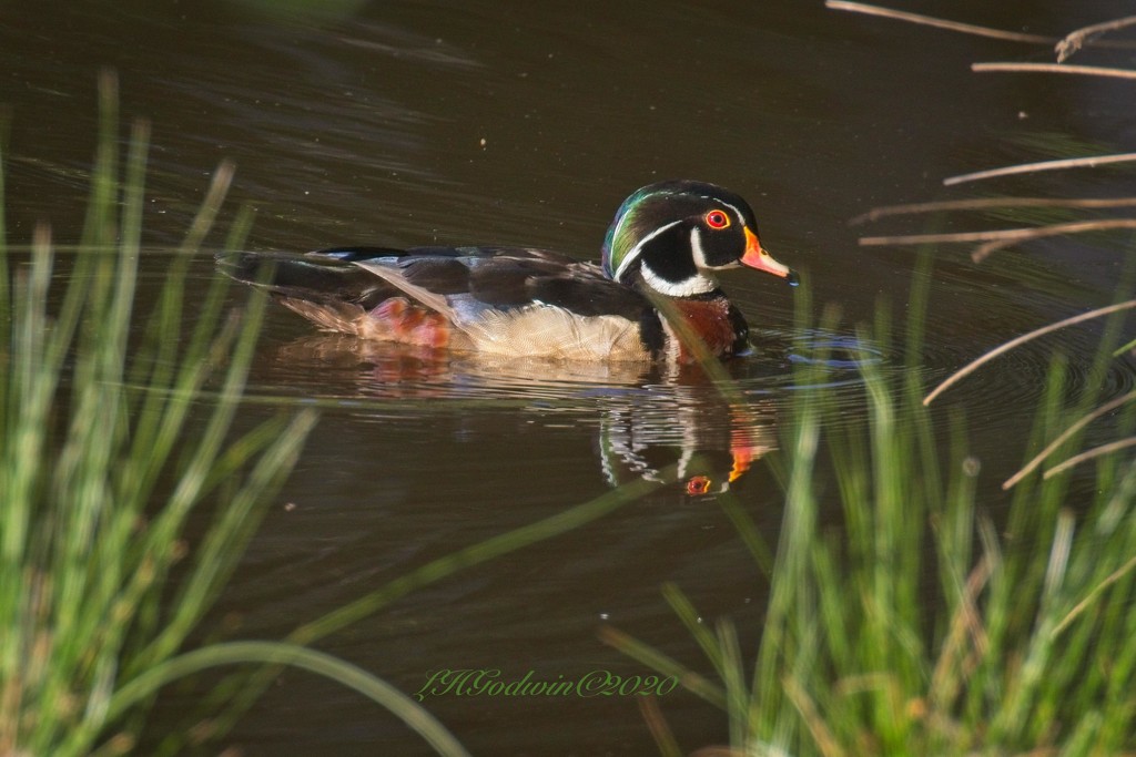 LHG-5447- wood duck in grasses by rontu