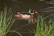 11th May 2020 - LHG-5447- wood duck in grasses
