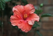 9th May 2020 - Water on Hibiscus