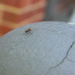 Ant on Rail Knob by sfeldphotos