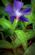 11th May 2020 - Periwinkle in the Rain