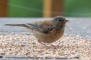 11th May 2020 - Another Junco fledgling visiting my feeders