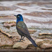 Common Grackle by gardencat