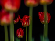 11th May 2020 - Tulips