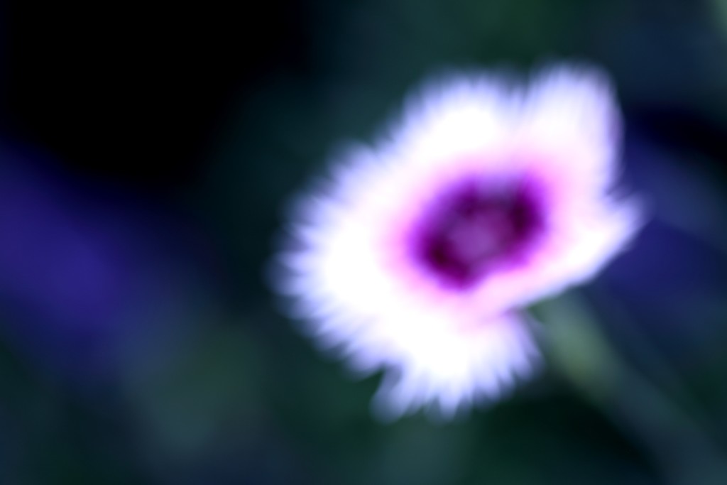 dianthus by blueberry1222