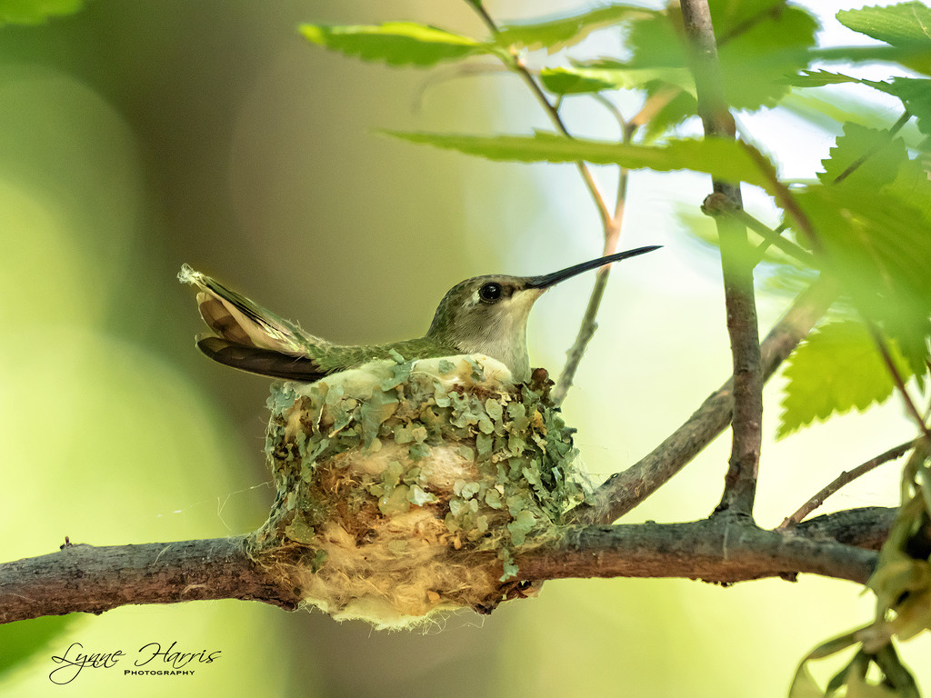 Black-Chinned Hummingbird by lynne5477