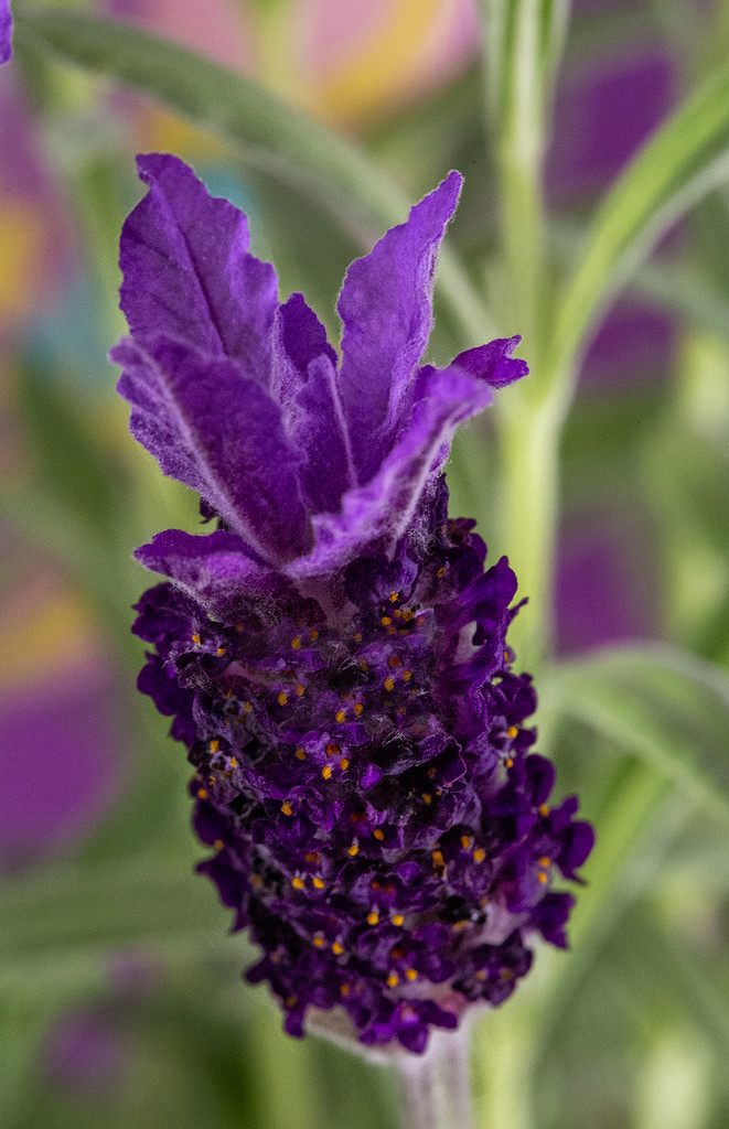Lavender Flower by pdulis