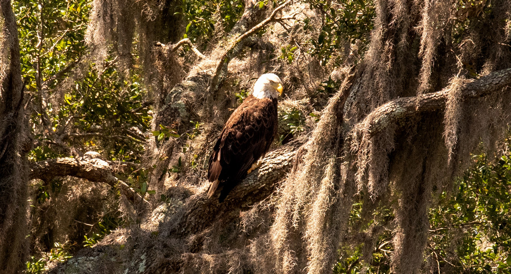 Bald Eagle at Rest! by rickster549