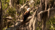 11th May 2020 - Bald Eagle at Rest!