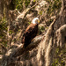 Bald Eagle at Rest! by rickster549